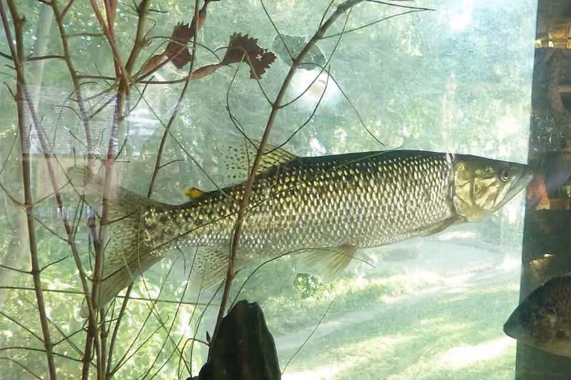 Dokumentasi Hepsetus cuvieri