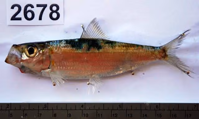 Dokumentasi Herklotsichthys quadrimaculatus