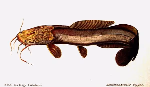 Ilustrasi dokumenter Heterobranchus longifilis.