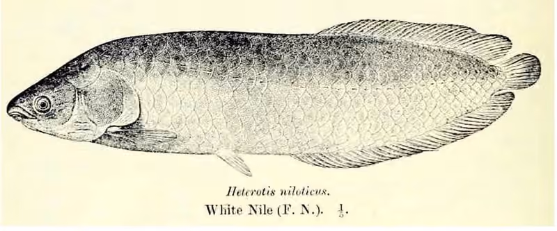 Ilustrasi dokumenter Heterotis niloticus.