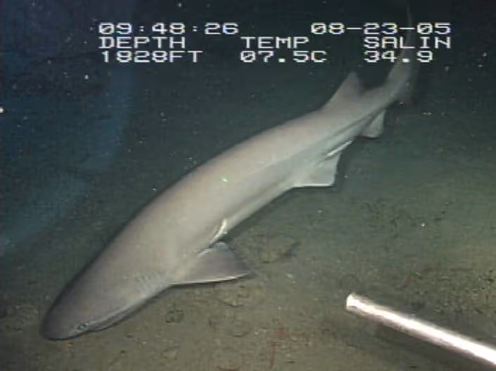 Dokumentasi Hexanchus griseus