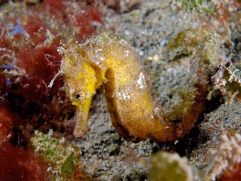 Dokumentasi Hippocampus kuda