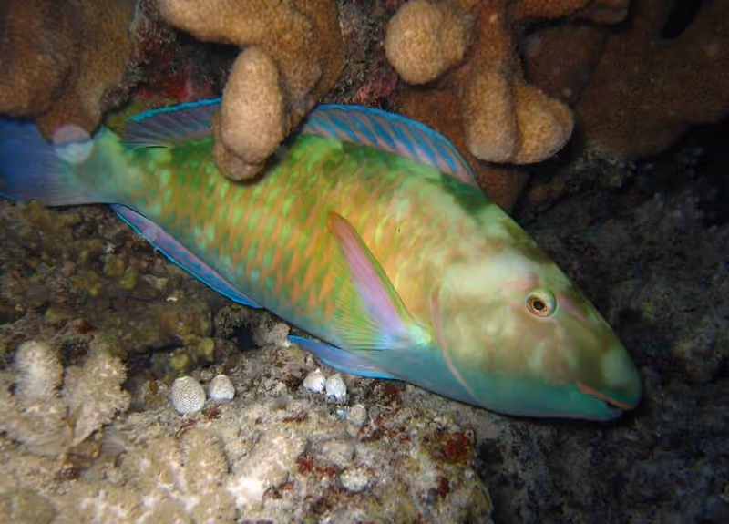 Dokumentasi Hipposcarus longiceps