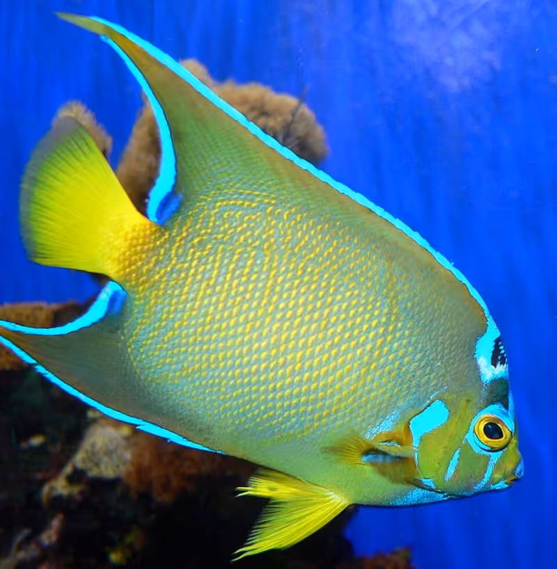 Dokumentasi Holacanthus ciliaris