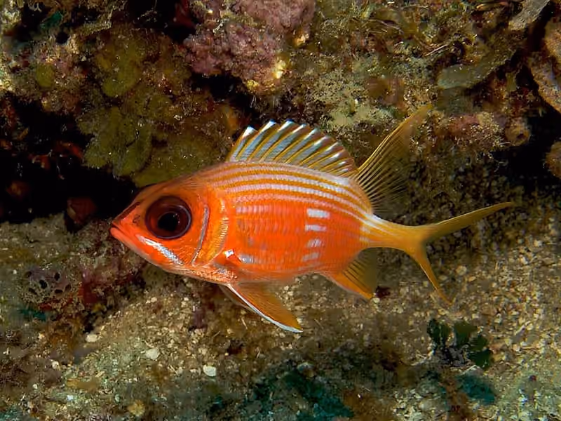 Dokumentasi Holocentrus rufus