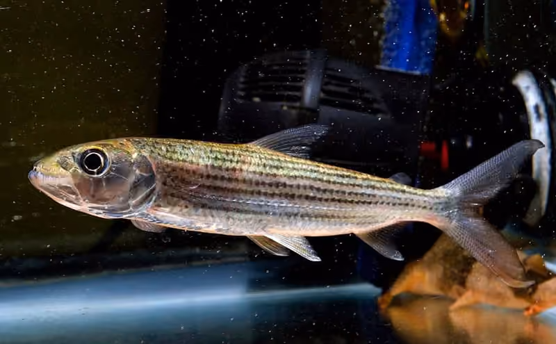 Dokumentasi Hydrocynus brevis
