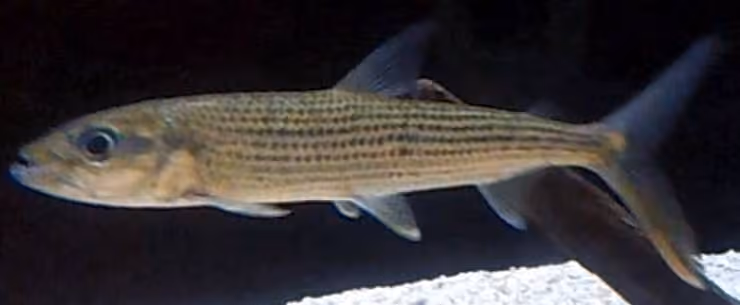 Dokumentasi Hydrocynus forskahlii