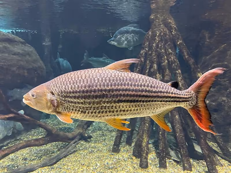 Dokumentasi Hydrocynus vittatus