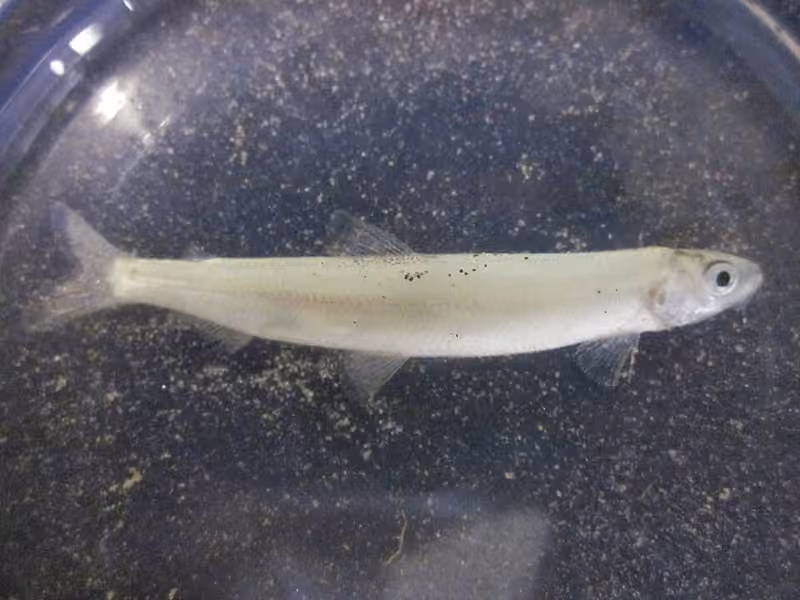 Dokumentasi Hypomesus pretiosus
