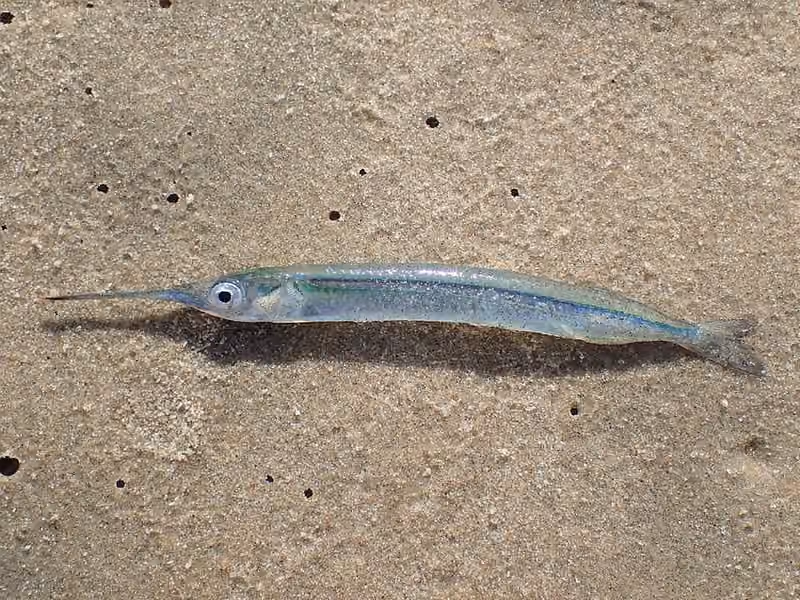 Dokumentasi Hyporhamphus picarti