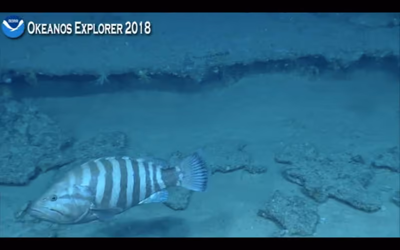 Dokumentasi Hyporthodus mystacinus
