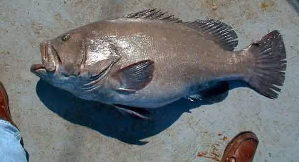 Dokumentasi Hyporthodus nigritus