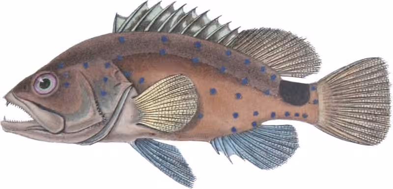 Ilustrasi dokumenter Hyporthodus niveatus.