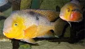 Dokumentasi Hypsophrys nicaraguensis