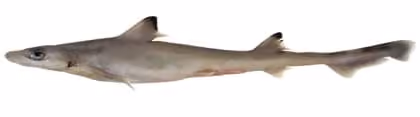 Dokumentasi Iago garricki
