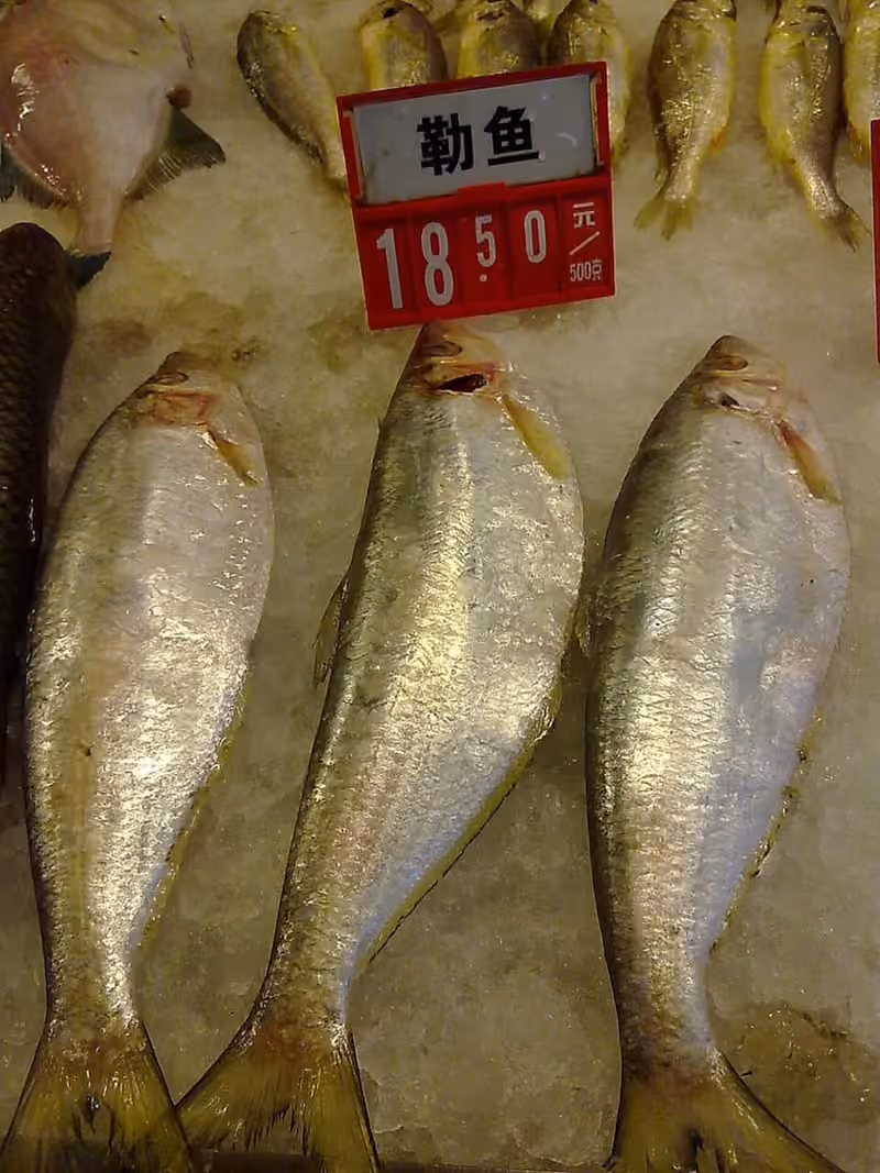 Dokumentasi Ilisha elongata