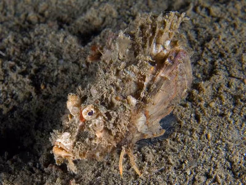 Dokumentasi Inimicus didactylus