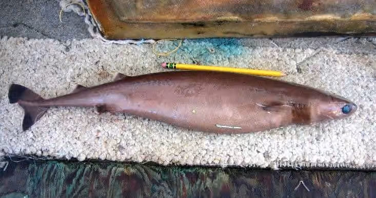 Dokumentasi Isistius brasiliensis