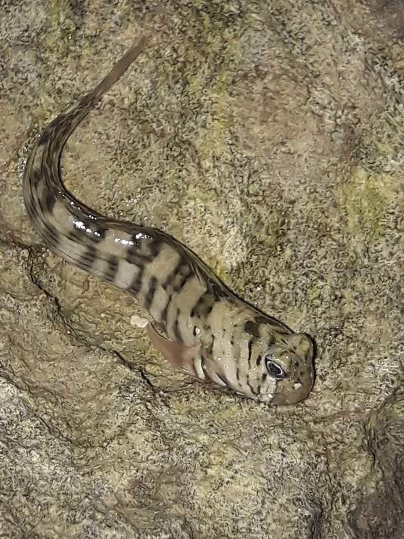 Dokumentasi Istiblennius lineatus