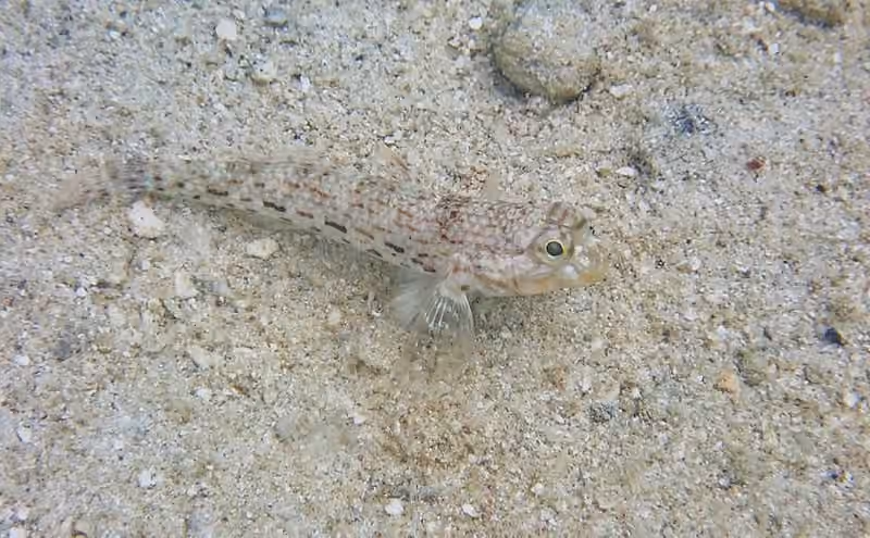 Dokumentasi Istigobius ornatus