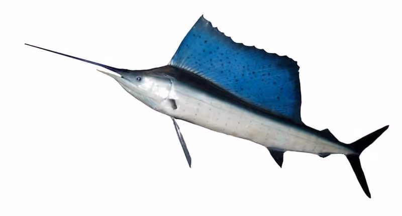 Dokumentasi Istiophorus platypterus