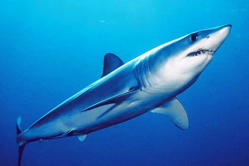 Dokumentasi Isurus oxyrinchus