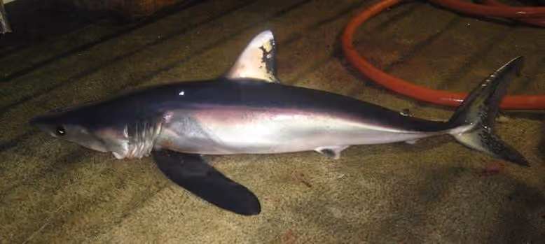 Sebagian tubuh Isurus paucus dalam bingkai foto.