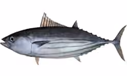 Ilustrasi dokumenter Katsuwonus pelamis.