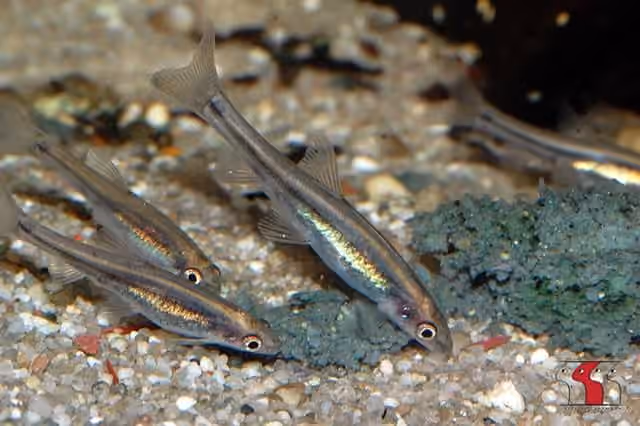 Dokumentasi Kneria uluguru