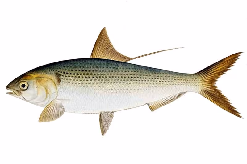 Ilustrasi dokumenter Konosirus punctatus.