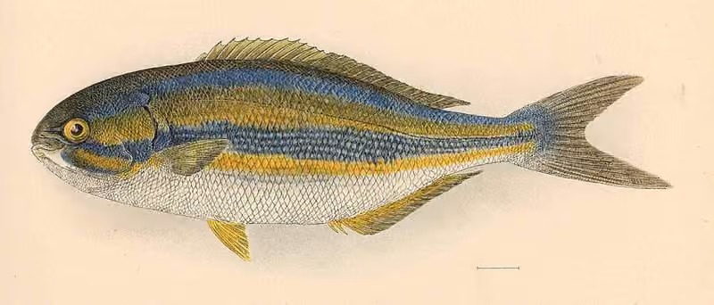 Ilustrasi dokumenter Kyphosus ocyurus.