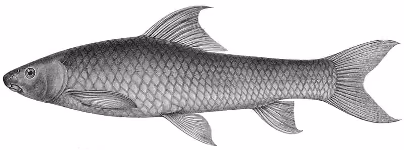 Ilustrasi dokumenter Labeo victorianus.
