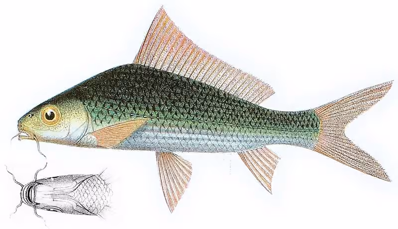 Dokumentasi Labiobarbus leptocheilus