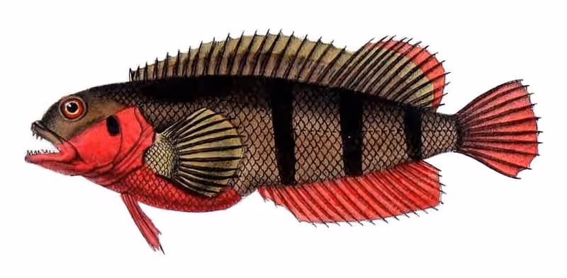 Ilustrasi dokumenter Labrisomus nuchipinnis.