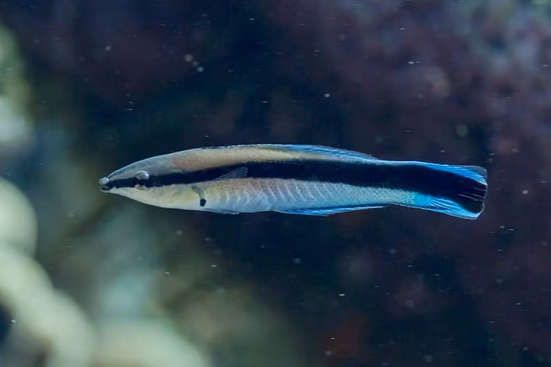 Dokumentasi Labroides dimidiatus