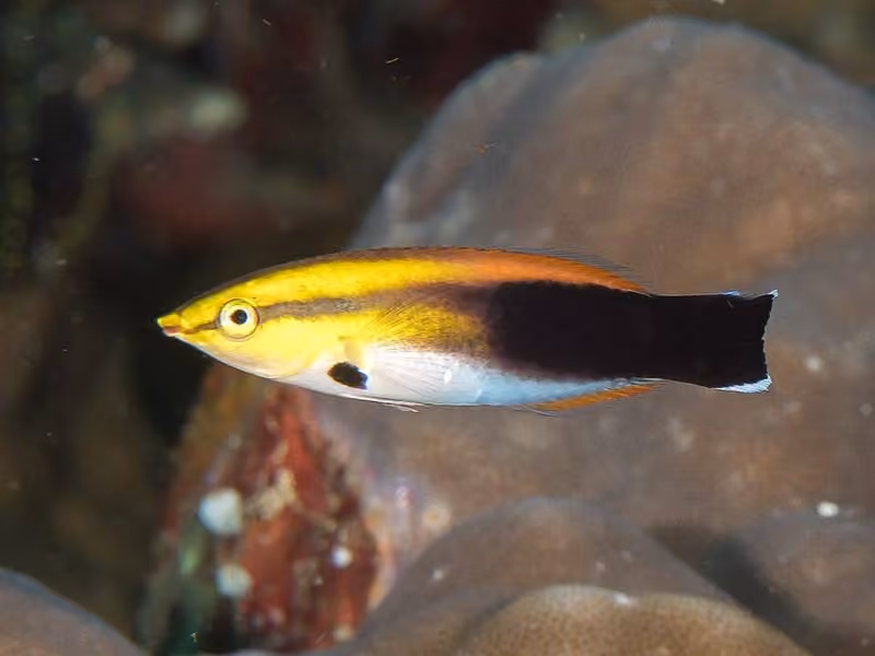 Dokumentasi Labroides pectoralis