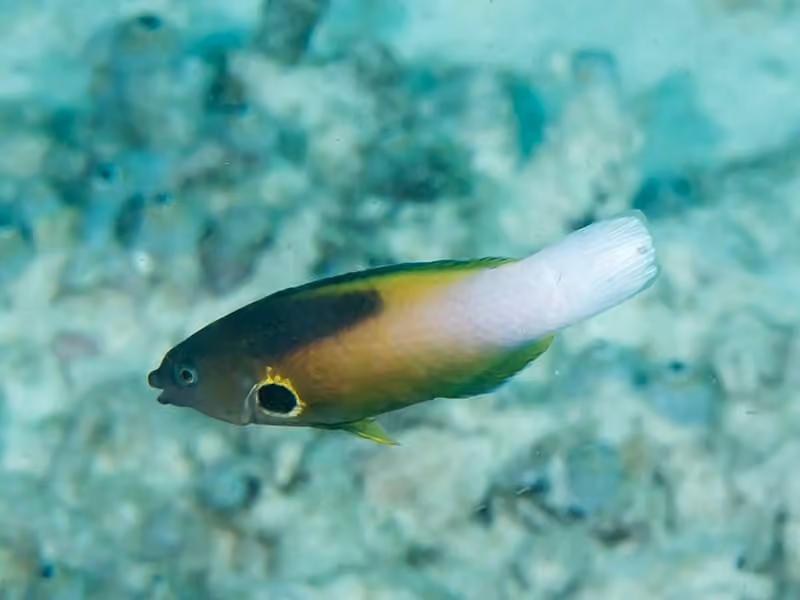 Dokumentasi Labropsis alleni