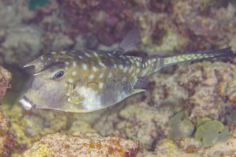 Dokumentasi Lactoria cornuta