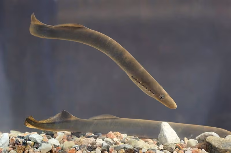 Dokumentasi Lampetra fluviatilis