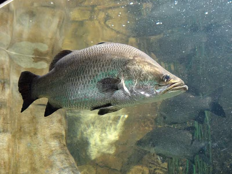 Dokumentasi Lates calcarifer