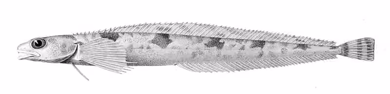 Ilustrasi dokumenter Leptoclinus maculatus.