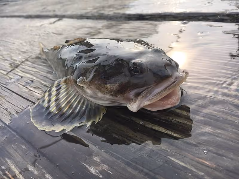 Dokumentasi Leptocottus armatus