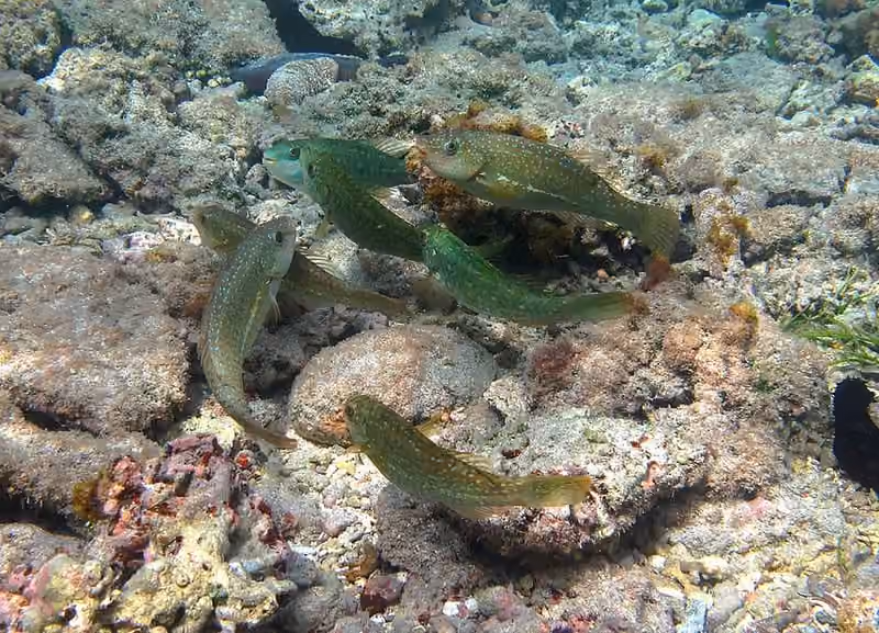 Dokumentasi Leptoscarus vaigiensis