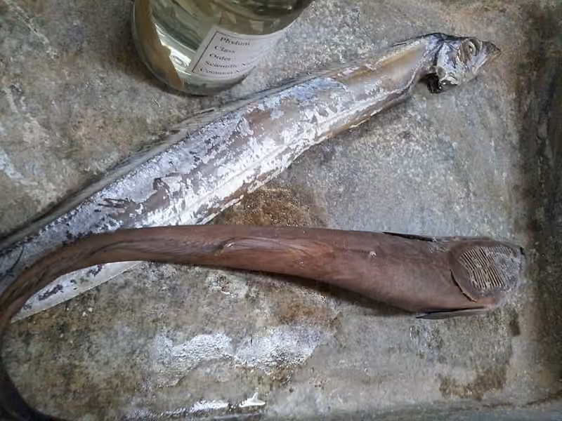 Dokumentasi Lepturacanthus savala