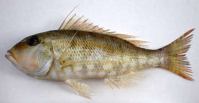 Dokumentasi Lethrinus genivittatus