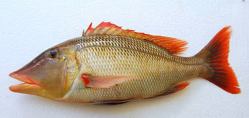 Dokumentasi Lethrinus miniatus