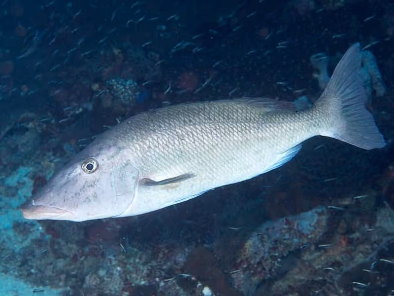 Dokumentasi Lethrinus olivaceus