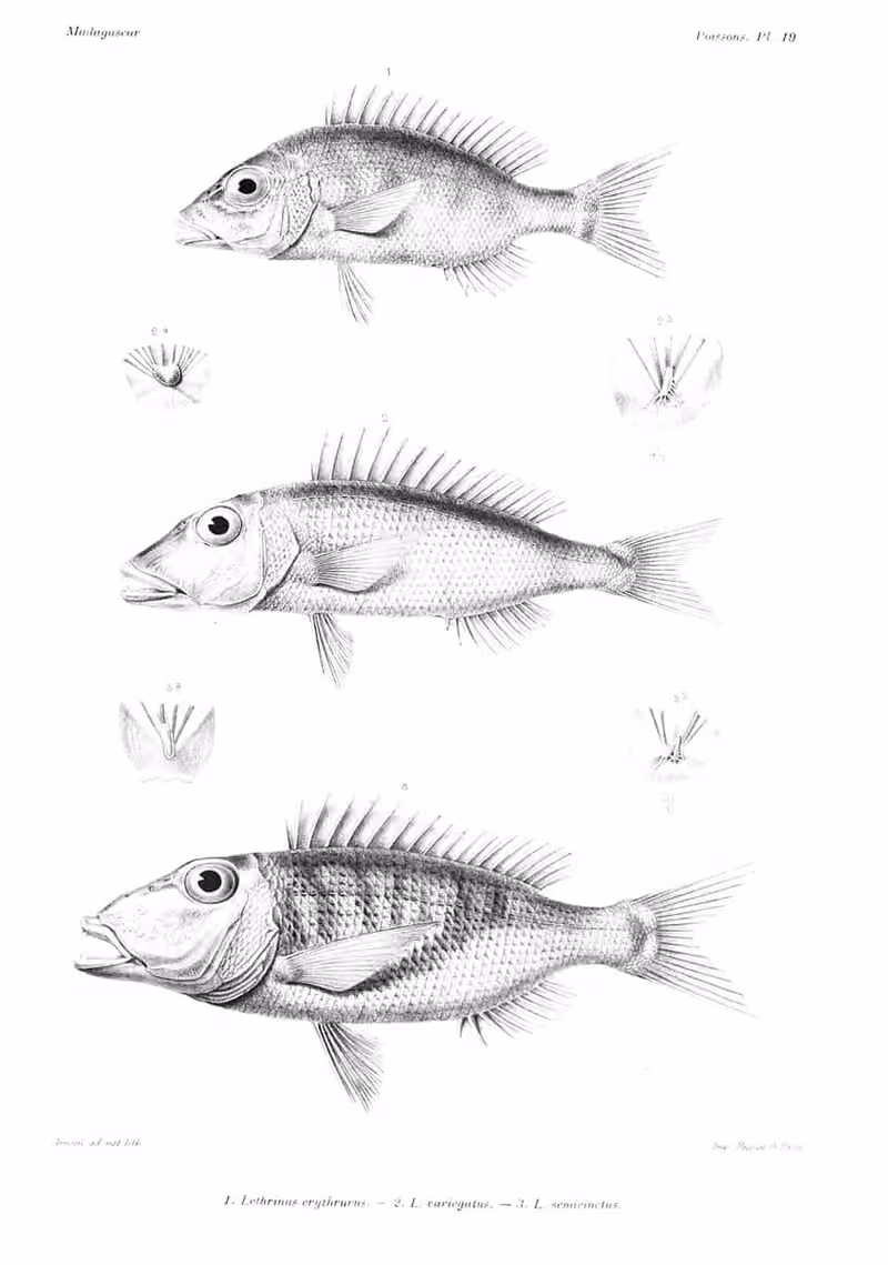 Lembar ilustrasi dokumenter dengan beberapa ikan dan detail anatomi; Lethrinus variegatus berlabel figur 2.