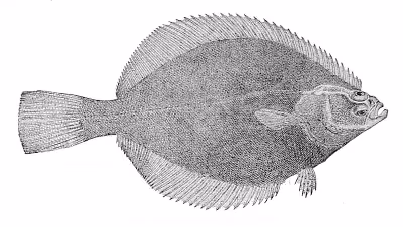 Ilustrasi dokumenter Liopsetta glacialis.