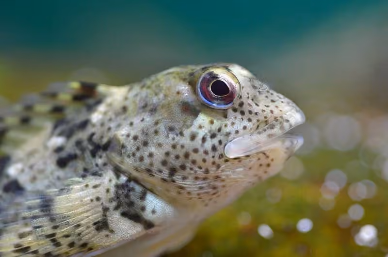 Dokumentasi Lipophrys pholis